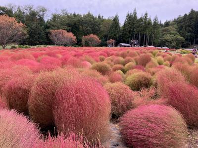 高崎市内で発行している地域情報誌の巻頭特集を企画・取材・ライティングしました