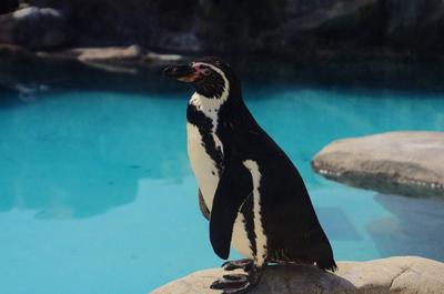 ペンギンの飼い方についてまとめたSEO記事を制作しました