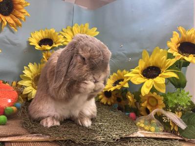 ペットショップ屋さん、動物園など向けのサンプル動画です★ました