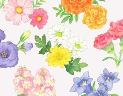 葬儀社のムービー内で使われる「仏花15種類」のイラストを制作しました