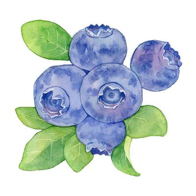 ブルーベリーの水彩画を自主制作しました