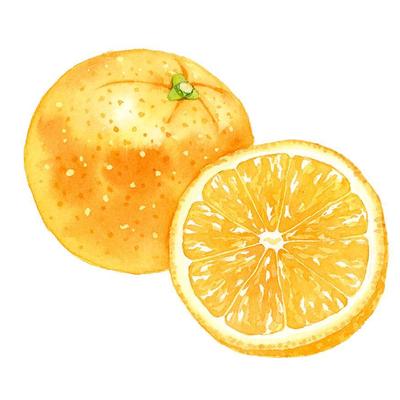 オレンジの水彩イラストを自主制作しました