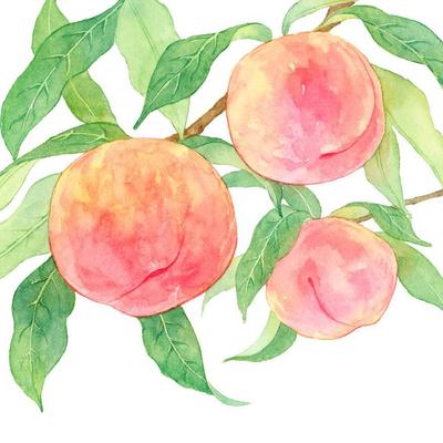 桃の水彩イラストを自主制作しました