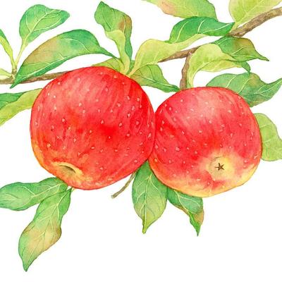 りんごの水彩イラストを自主制作しました