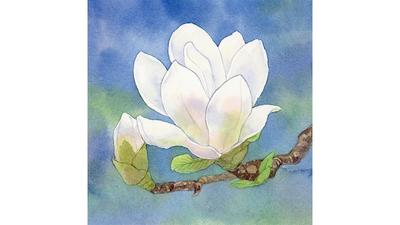 アイコン用に白モクレンの水彩イラストを制作しました