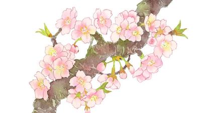 御城印の挿絵用に桜の水彩イラスト３種類を制作しました