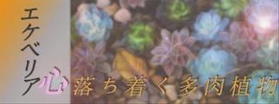 多肉植物（エケベリア）についてました