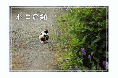 撮影した写真でバナーを作成しました