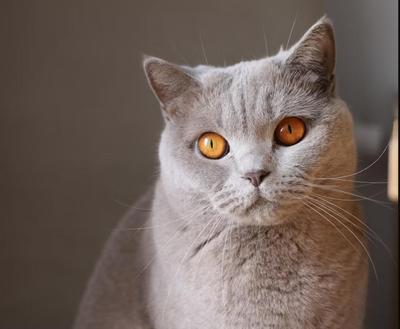 かわいいだけじゃない！ペットを飼うことのメリットと注意点ました