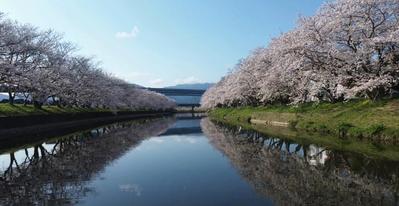 福岡県糸島市にある瑞梅寺川の桜並木を空撮しました