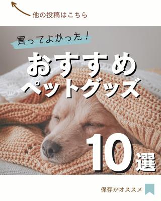 ペット用品のInstagram投稿作成ました