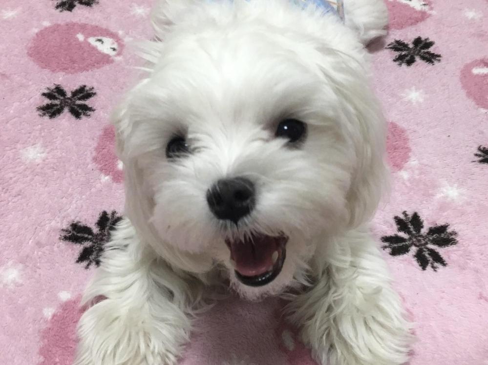 「マルチーズの飼い方」の記事を紹介しました