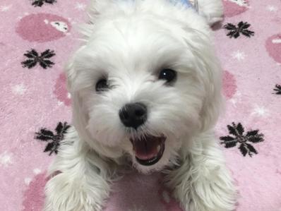 「マルチーズの飼い方」の記事を紹介しました