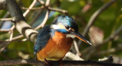 野鳥や探鳥地に関する記事を投稿するブログを作成しました