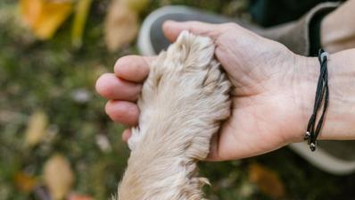 保護犬の飼い方について記事作成しました