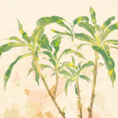 植物イラストを作成しました