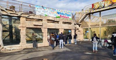 ホワイトタイガーの赤ちゃん誕生で注目が集まっている『東武動物公園の混雑状況』を発信しました