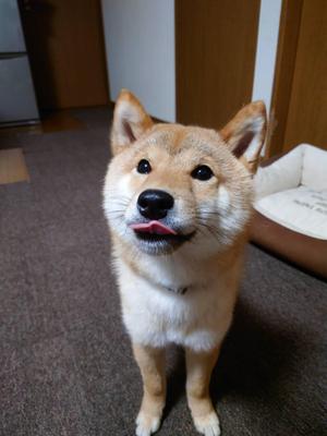 動画作成編集の練習として動画をもらったので素材からテロップまで作成ました