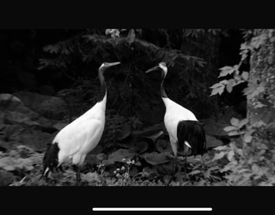 鳥を専門に扱うYouTubeチャンネルのオープニングを制作しました