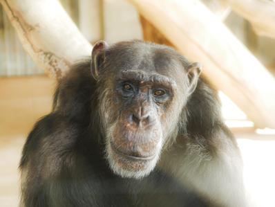 動物を撮影しました