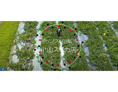 山梨県の直売所「小山スイカ店」のプロモーション映像を制作しました