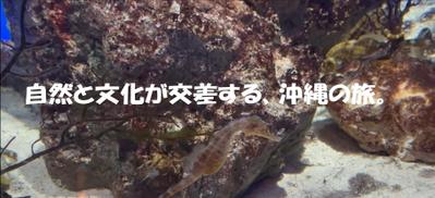 水族館プロモーションムービーです。沖縄観光、旅行者向けに制作しました