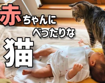 赤ちゃんと猫、犬の面白い動画を投稿しているYouTubeチャンネルの動画を撮影編集しました