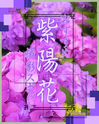 インスタグラム風の紫陽花撮影スポット紹介を作成しました