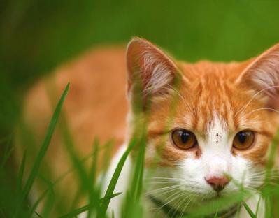 「Catful Life」猫動画のOPを制作しました