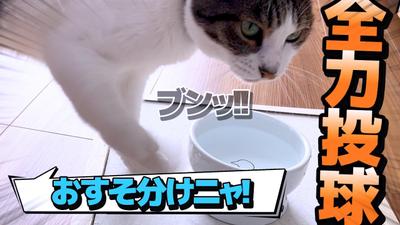 サンプル動画_動物ほのぼの風を作成しました