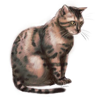 リアルめ猫を描きました
