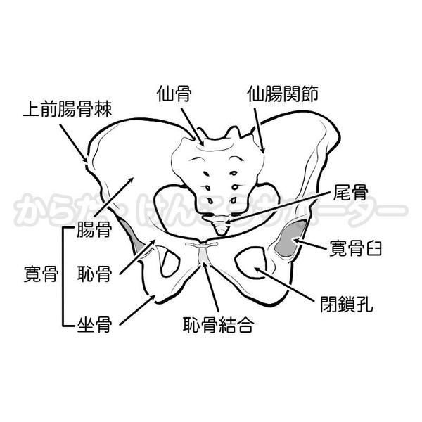 【病院・整骨院・治療院向け】身体・健康・美容・解剖学に関するイラストを作成します