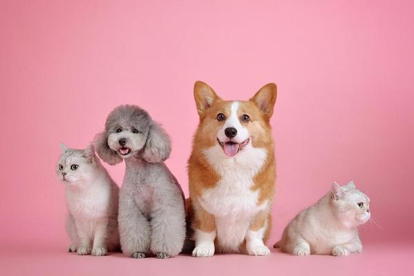 犬・猫などのペットを中心とした動物記事を作成します！！！ます