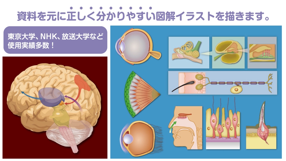 NHKや東大の教材の実績も有り！分かりやすい生物図解イラストを描きます