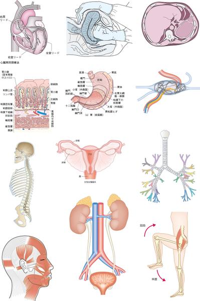 メディカル、小中高の教科書（理科、社会、数学等）の出版物のイラストを作成します