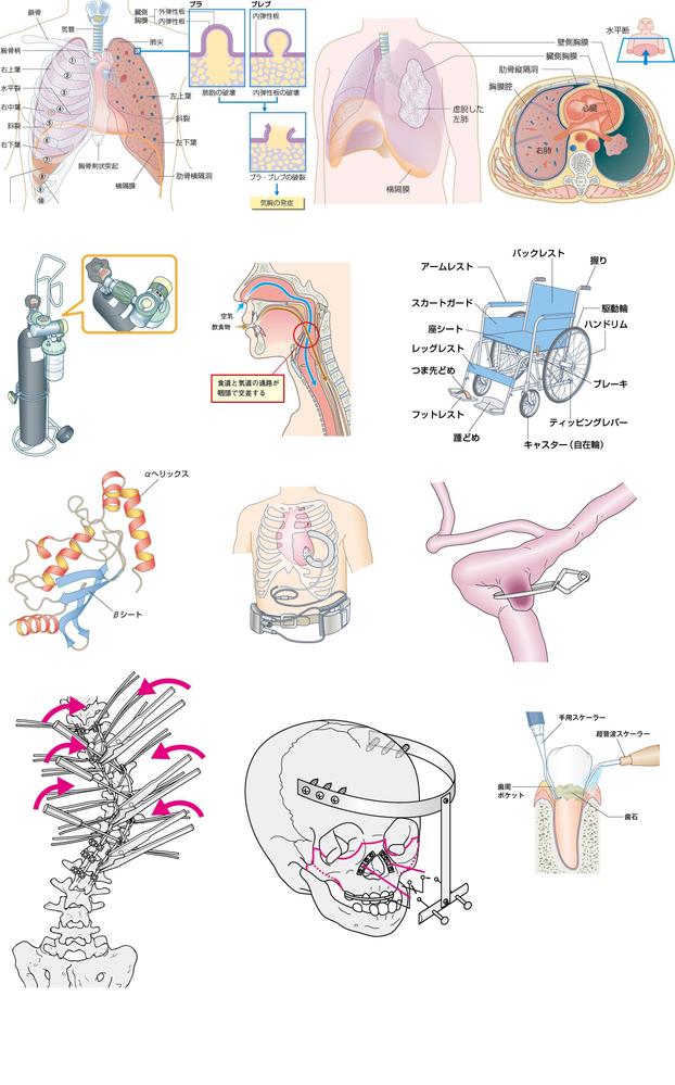 メディカル、小中高の教科書参考書等のイラストを作成します