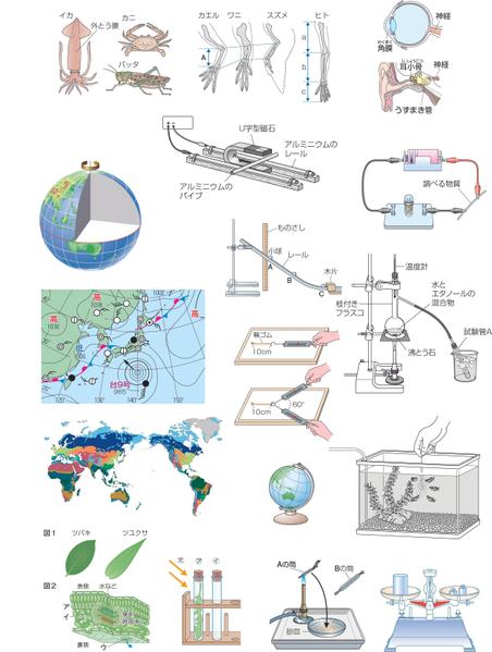 メディカル、小中高の教科書参考書等のイラストを作成します