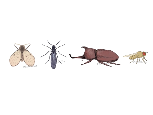 SNSや資料などでお使いいただける昆虫や動物のイラストを作成します
