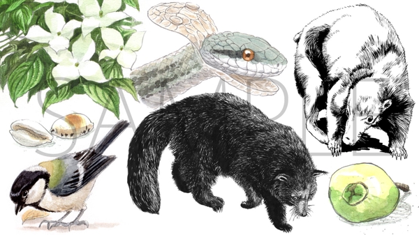 動植物イラストレーションを軽やかなスケッチのタッチでご提供いたします