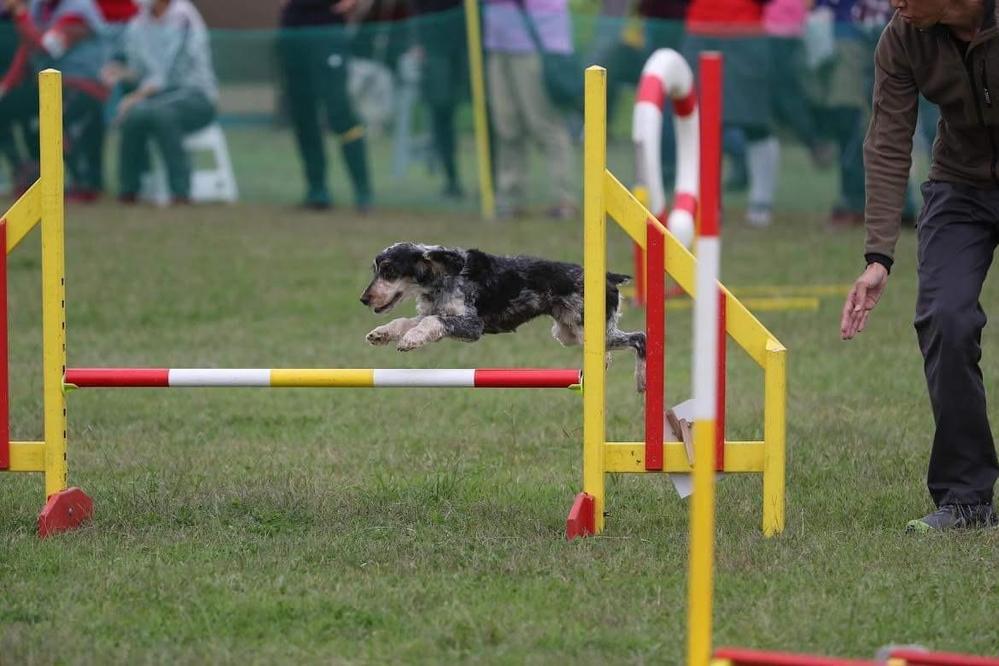 ペット関係はお任せください。初心者向けの飼育方法や飼育用品の紹介記事も承ります