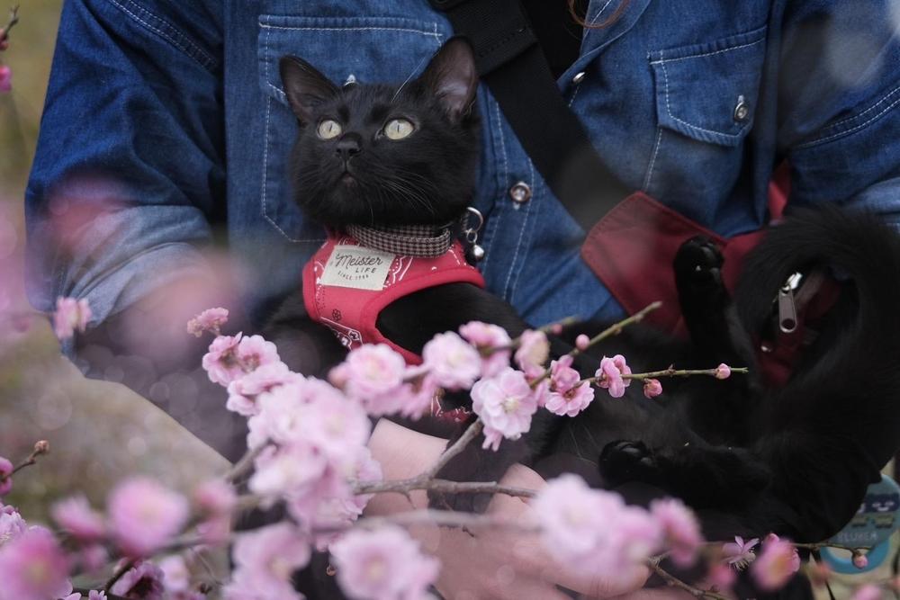 愛知県内での撮影限定！愛猫愛犬様々なペットの撮影を致します