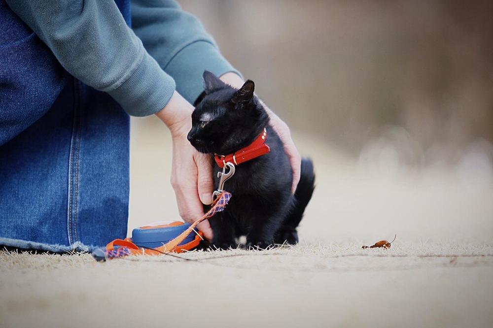 愛知県内での撮影限定！愛猫愛犬様々なペットの撮影を致します