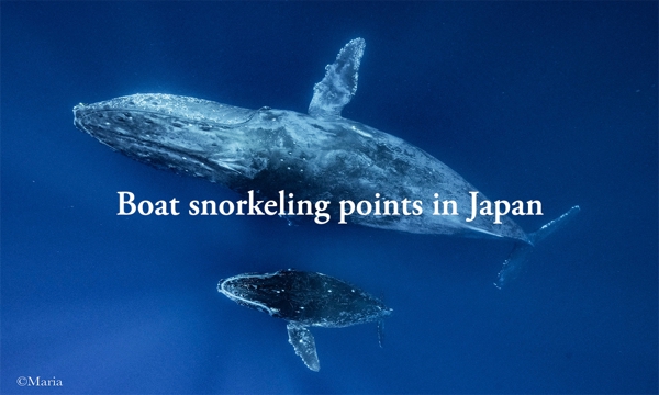 日本のスキューバダイビングとシュノーケリングのポイントをリストアップ	
ます
