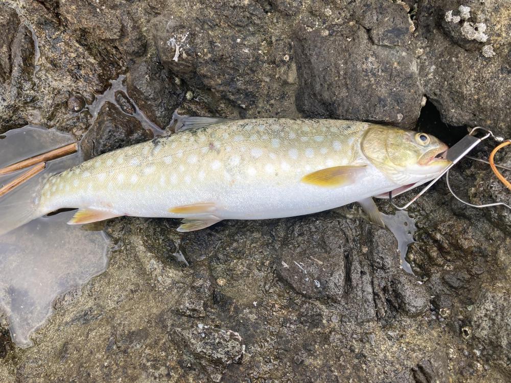 元釣具屋店員で、現アドバイザーが魚釣り関係の記事執筆致します