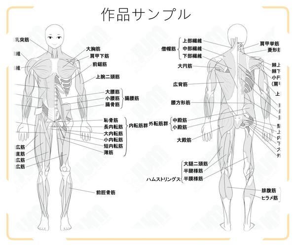 医療イラストで先生方や患者様のお手伝いをいたします