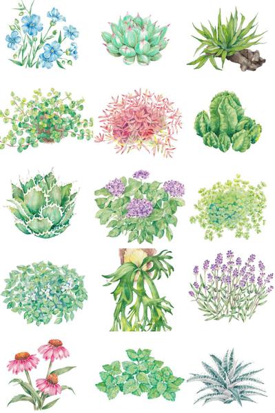 グラフィックデザインにも使用可能な植物のアナログ水彩イラストを制作します