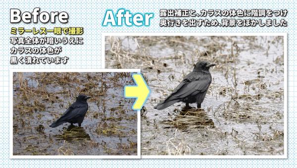 PhotoshopやLightroomで色調修正・レタッチをいたします