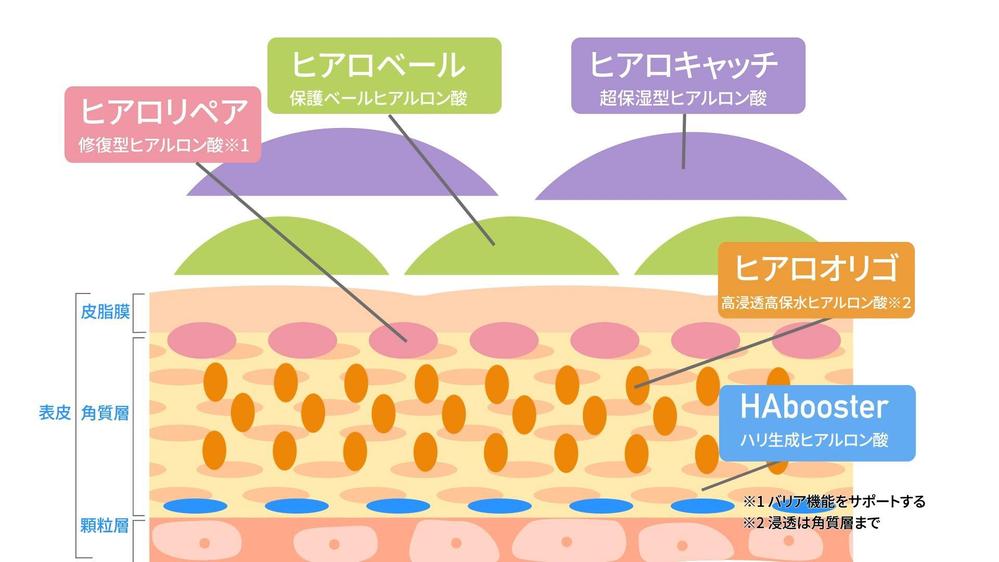 化粧品が浸透する様子等の肌図アニメーション・CGを作成いたします