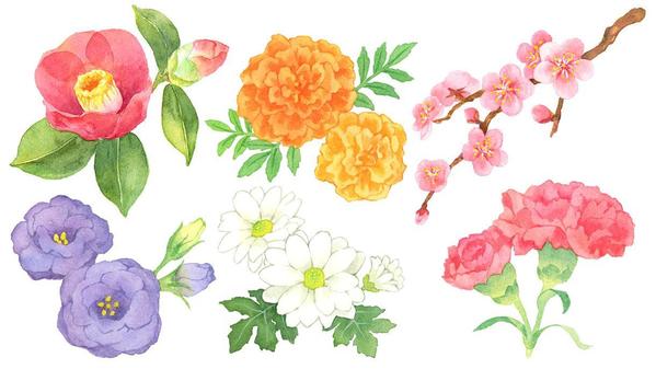 挿絵や装飾に。水彩で美しい花・植物のイラストを描きます