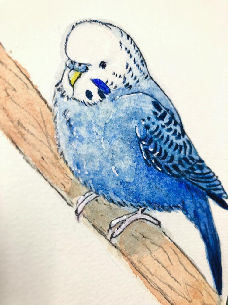 セキセイインコ ひまわり イラスト 原画 セキセイインコ ひまわり イラスト 原画 - メルカリ